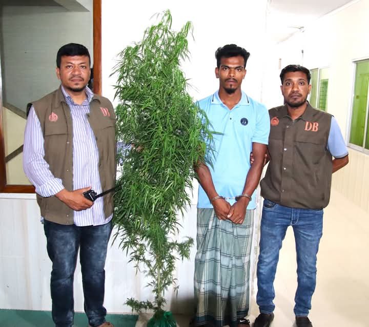 রাজাপুরে সবজির আড়ালে গাঁজা চাষ, গাঁজাসহ দুইজন আটক