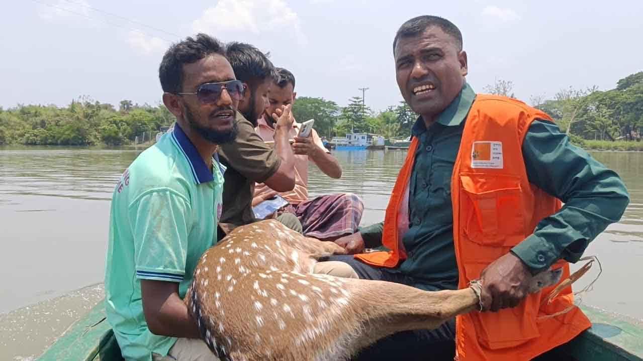 বাগেরহাটে পথ ভুলে লোকালয়ে আসা হরিণ সুন্দরবনে অবমুক্ত