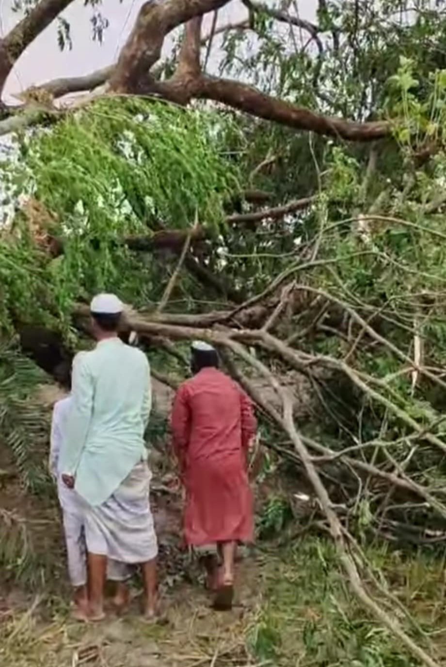 ময়মনসিংহে ঝড়ে গাছ উপড়ে পরে দুই জনের মৃত্যু