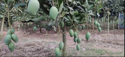 নওগাঁয় আম পাড়ার ক্যালেন্ডার প্রকাশ