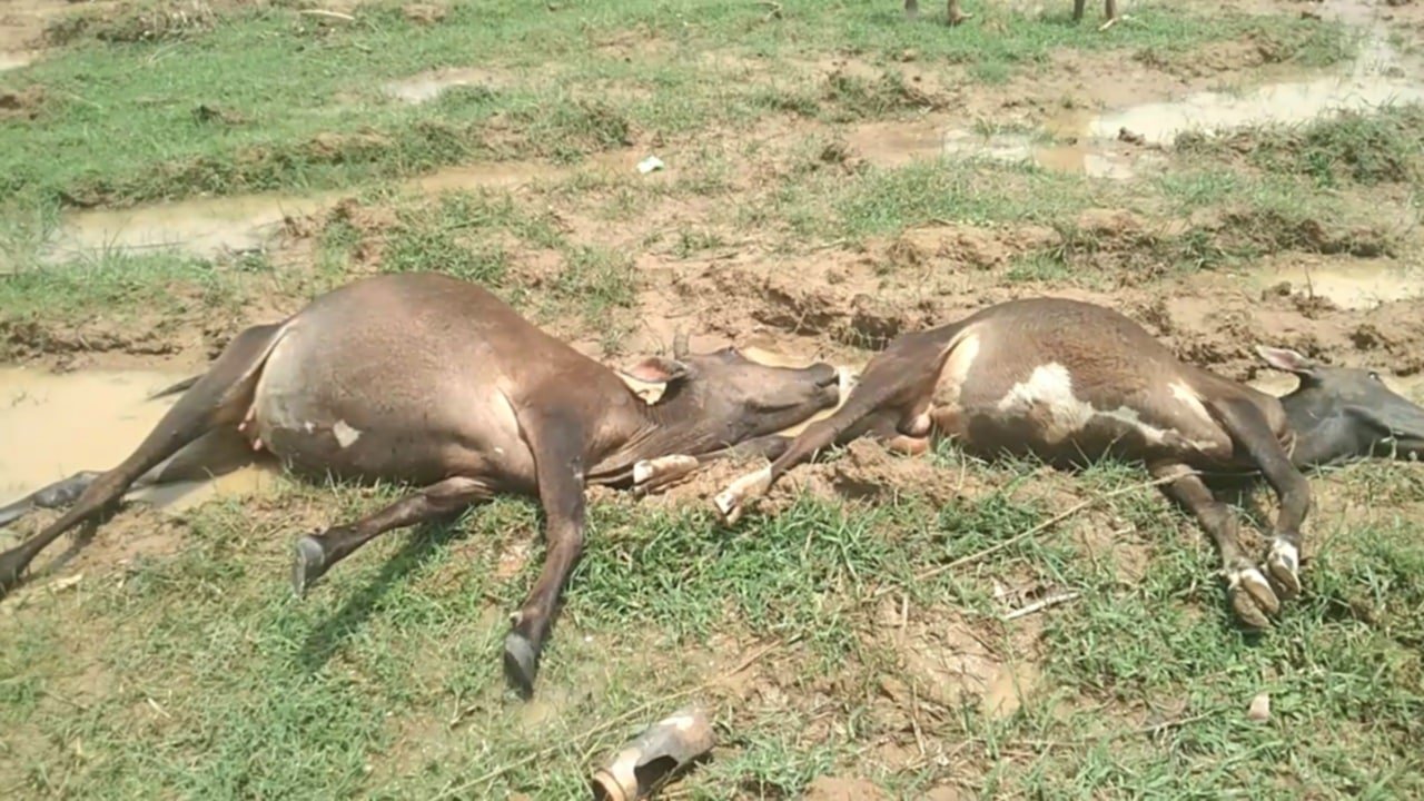 বজ্রপাতে দুই গরুর মৃত্যু, সরকারের সহায়তা চায় পরিবার