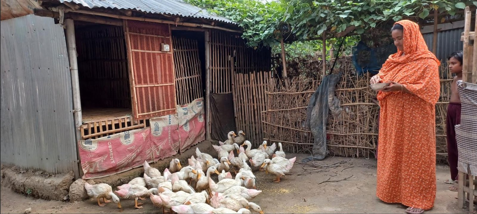 পেকিন হাঁস পালনে হাসি ফুটেছে চুয়াডাঙ্গার গ্রামীন গৃহবধূদের