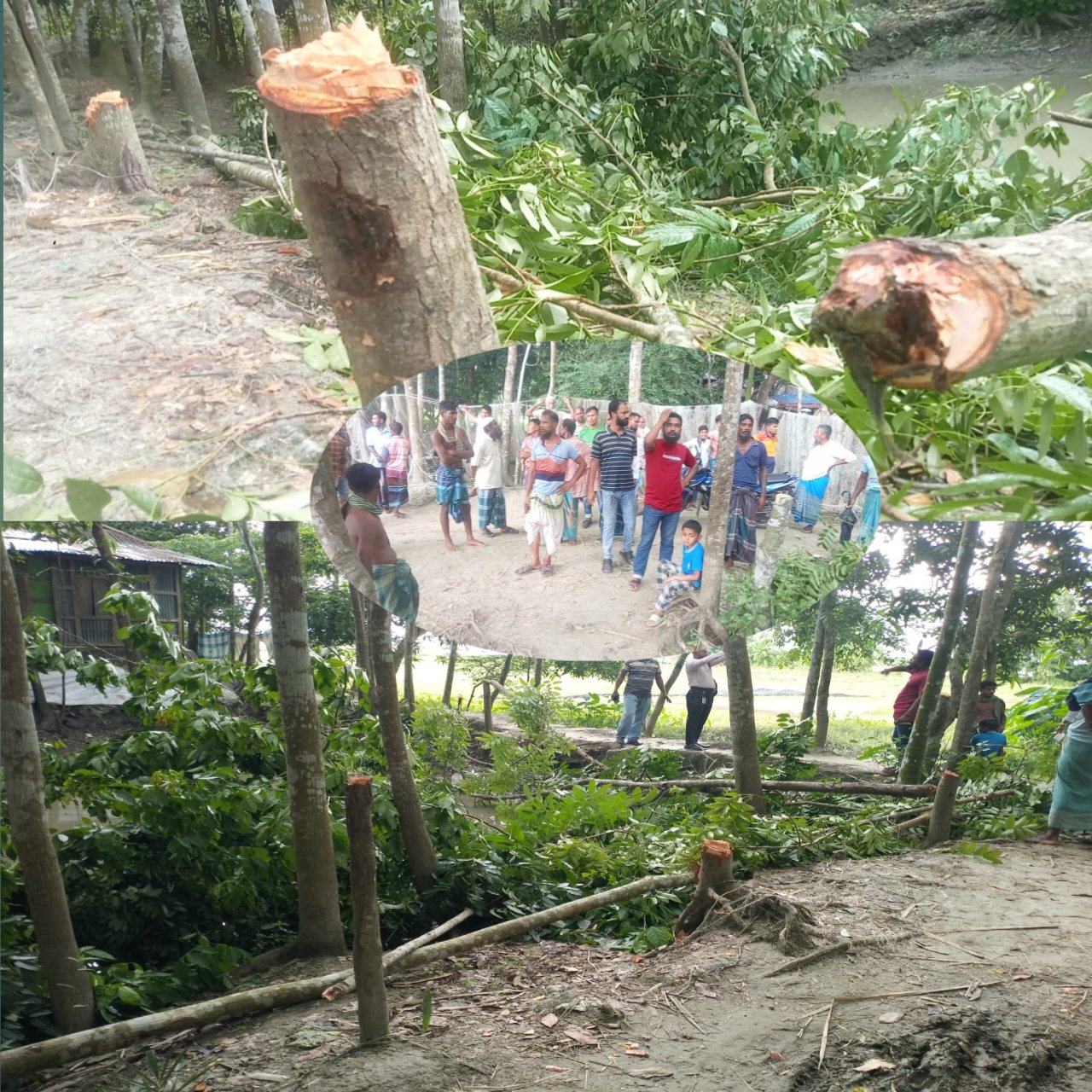 জমির মালিকানা দ্বন্দ্বে ২ লক্ষ টাকার গাছ কাটার অভিযোগ ইকবাল ও রুবেলা গংদের বিরুদ্ধে