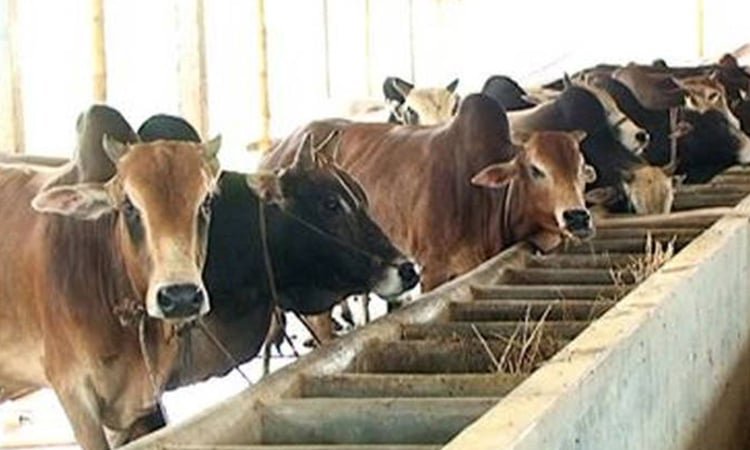 ভোলায় কোরবানীর জন্য প্রস্তুত ১ লাখ ২ হাজার ৭ শ' ৬৯ টি গরু