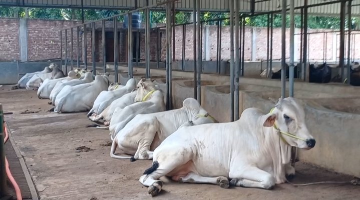 চুয়াডাঙ্গায় চলতি কুরবানির মওসুমে বিক্রি হবে ১ হাজার কোটি টাকার পশু