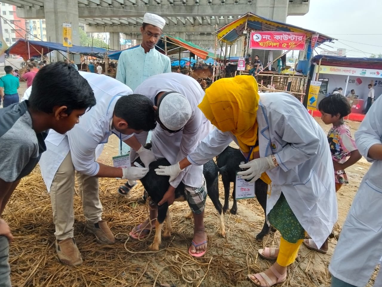 ঢাকার কোরবানির হাটে প্রথমবার বাকৃবি শিক্ষার্থীদের ভেটেরিনারি চিকিৎসা সেবা