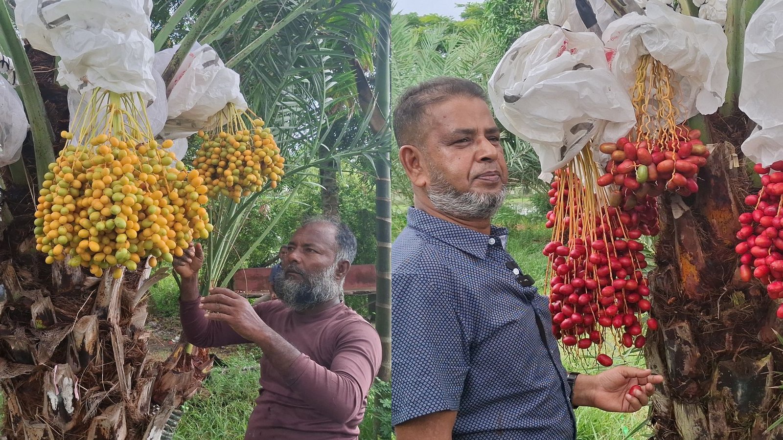 বাগেরহাটের মাটিতে মরু দেশের খেজুর চাষে সফল জাকির হোসেন