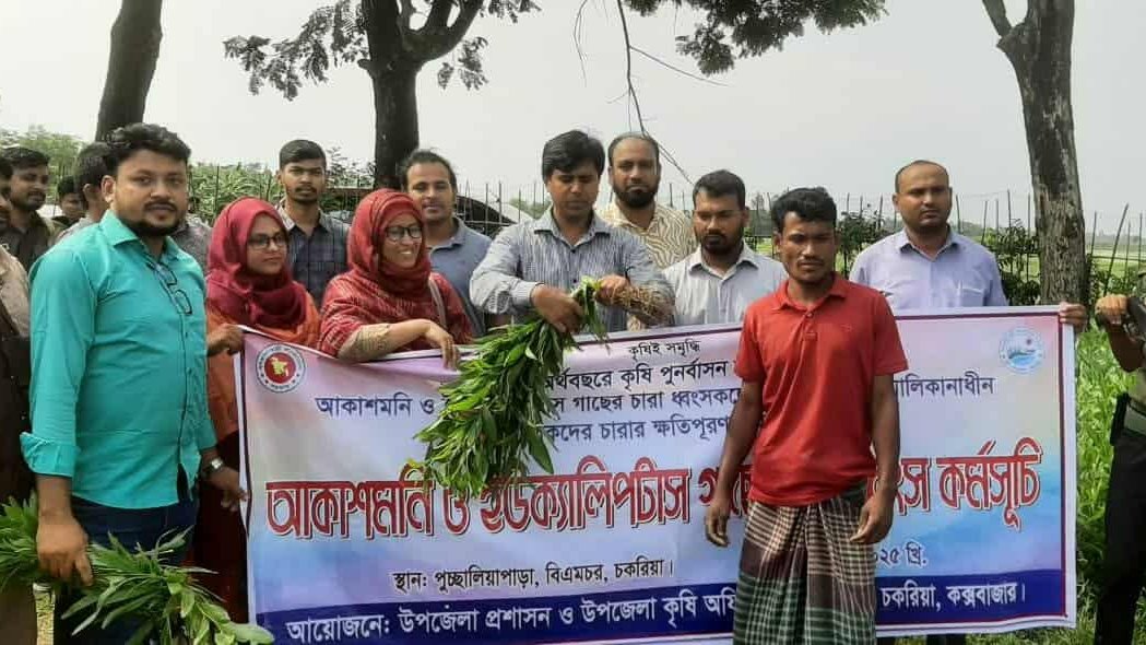 কক্সবাজারের চকরিয়ায় পরিবেশ বিধ্বংসী আকাশমণি ও ইউক্যালিপটাস গাছের চারা ধ্বংসে প্রশাসনের অভিযান