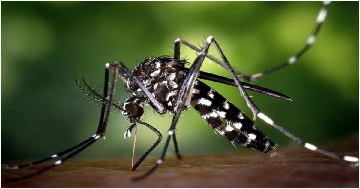 ২৪ ঘণ্টায় ডেঙ্গুতে নতুন আক্রান্ত ২৮০, মৃত্যু ১