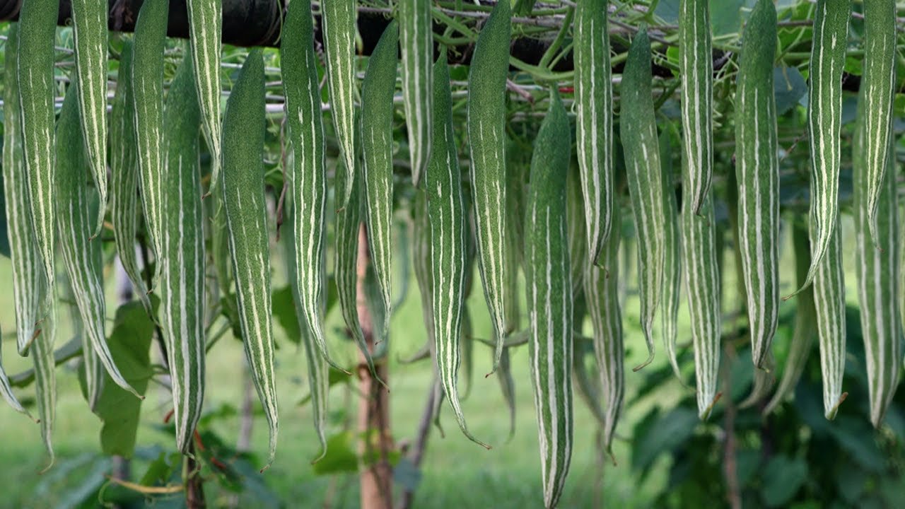 পুষ্টিগুণে ভরা চিচিঙ্গা: সহজ রান্নায় স্বাস্থ্যের সঙ্গী