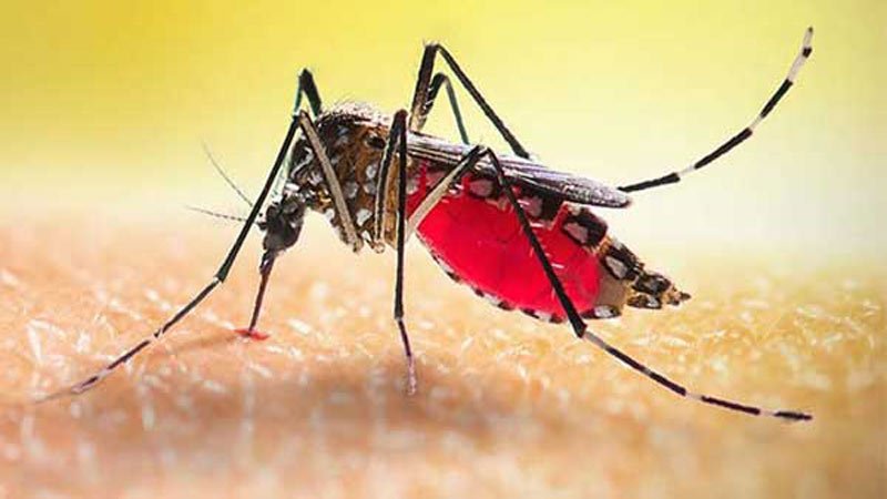 চট্টগ্রামে ডেঙ্গুতে আরও ২ জনের মৃত্যু!