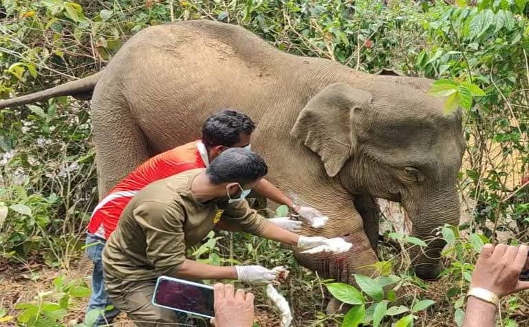 পাহাড়ে পড়েছিল অসুস্থ বন্যহাতি, চিকিৎসায় এগিয়ে এলো বন বিভাগ