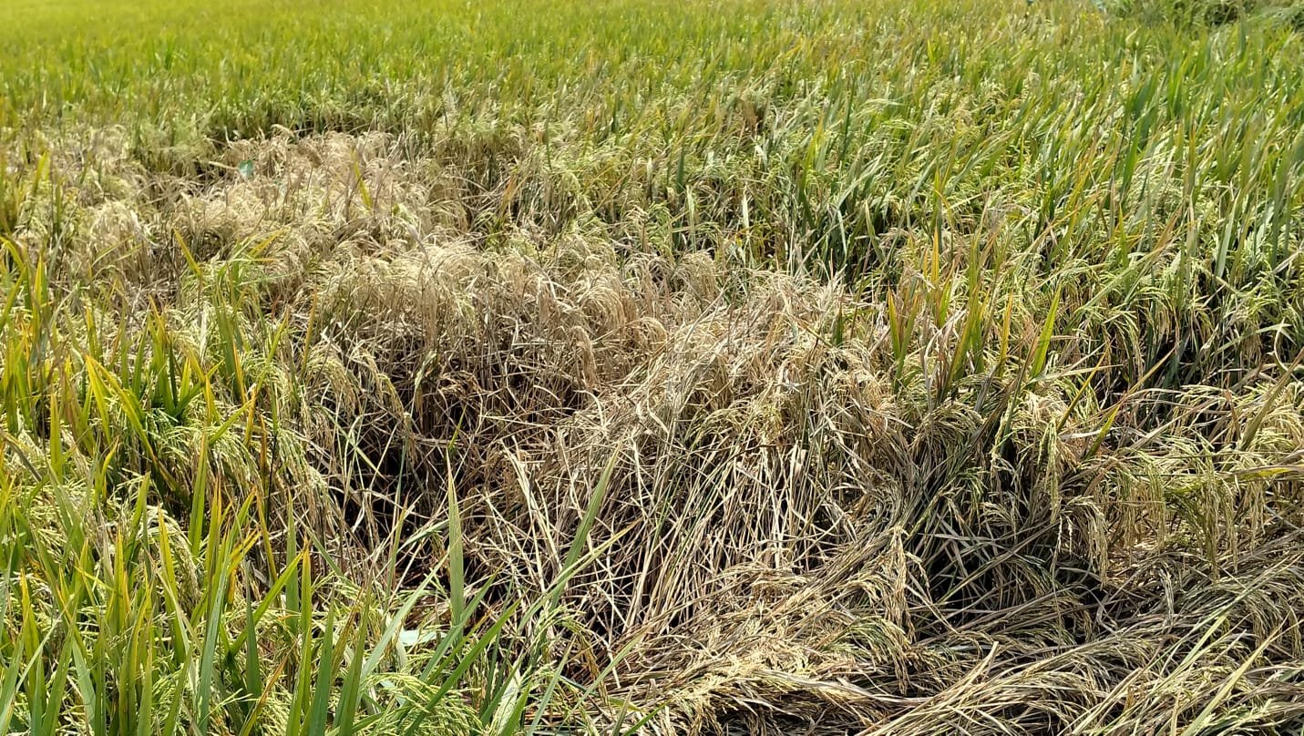 ফসল ঘরে ওঠার আগেই পোকার থাবা, উৎপাদন নিয়ে শঙ্কা