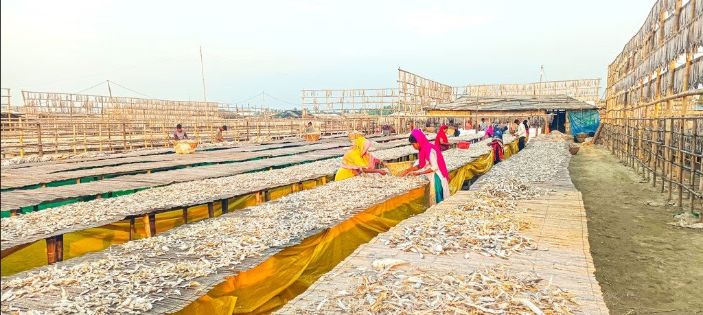 শুঁটকি মাছে কীটনাশক, ক্যানসারের ঝুঁকি: গবেষণা
