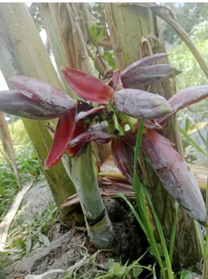 ১৬ইঞ্চি কলাগাছে ৭টি মোচা