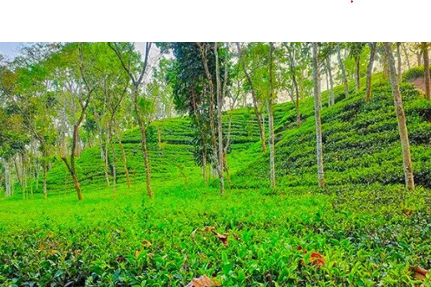 সিলেট চা শিল্পের বাজারে সিন্ডিকেটের দখলদারিত্ব দিন-দিন বাড়ছে