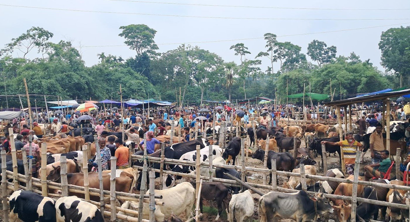 বাগেরহাটে জমে উঠেছে পশুর হাট