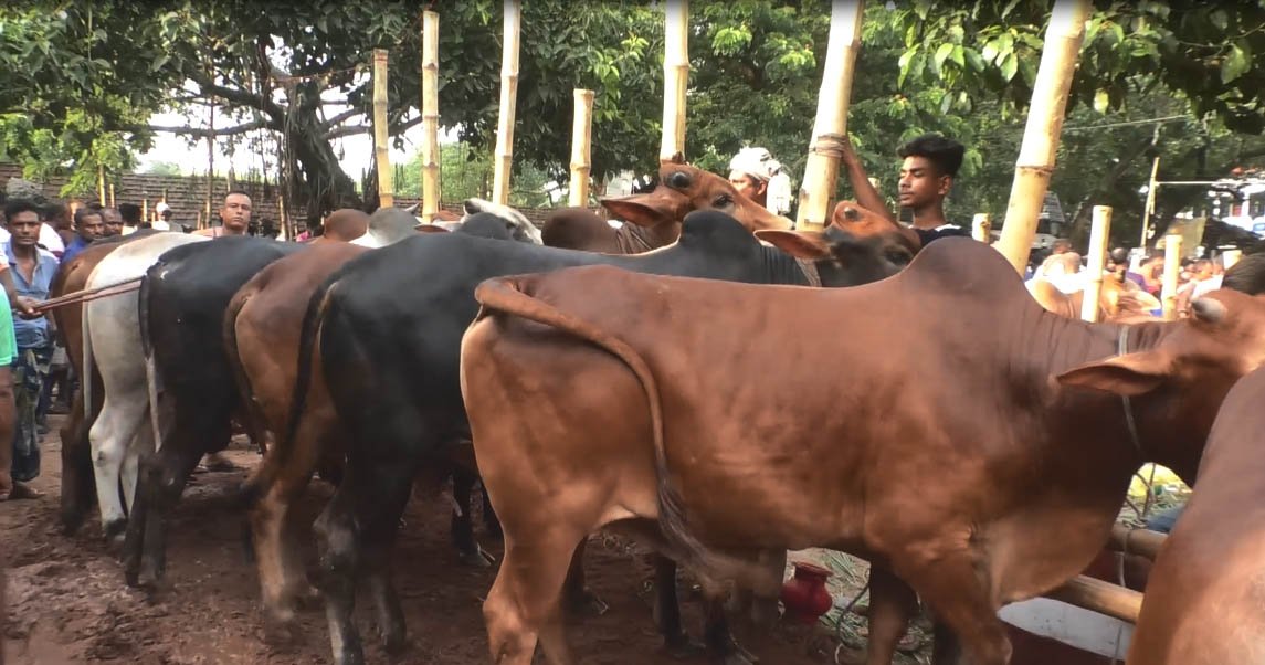 শেষ সময়েও জমছেনা সাতক্ষীরার পশুর হাটে কেনা-বেচা