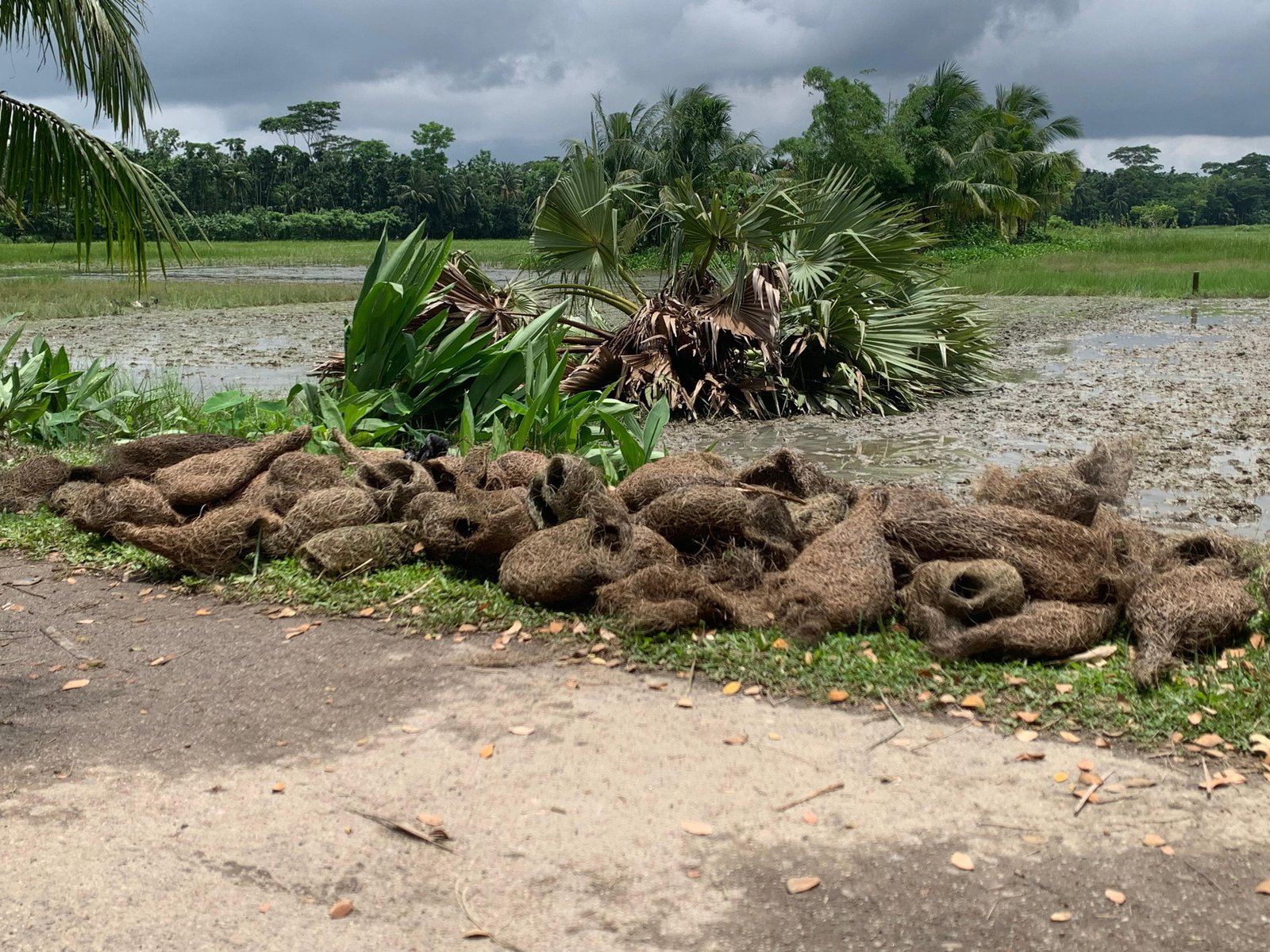বাবুই পাখির কান্না কেউ শুনল না—তালগাছ কেটে মুছে দেওয়া হলো শত ছানার জীবন