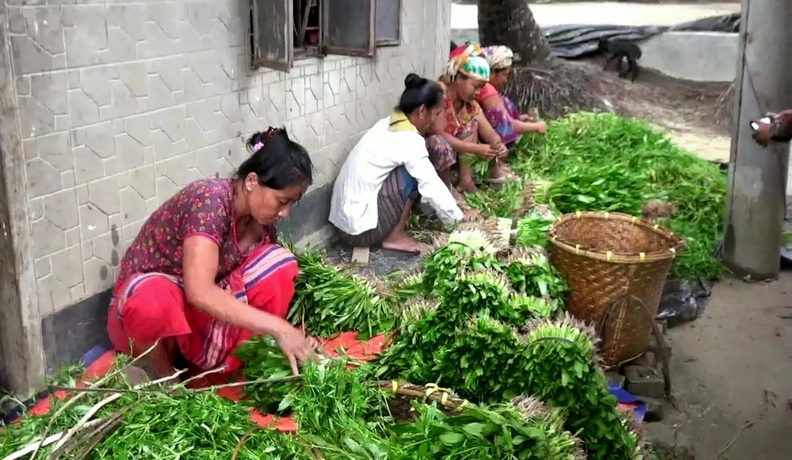 পাহাড়ের কৃষি অর্থনীতিতে বড় চমক ‘বিলাতি ধনিয়া পাতা’