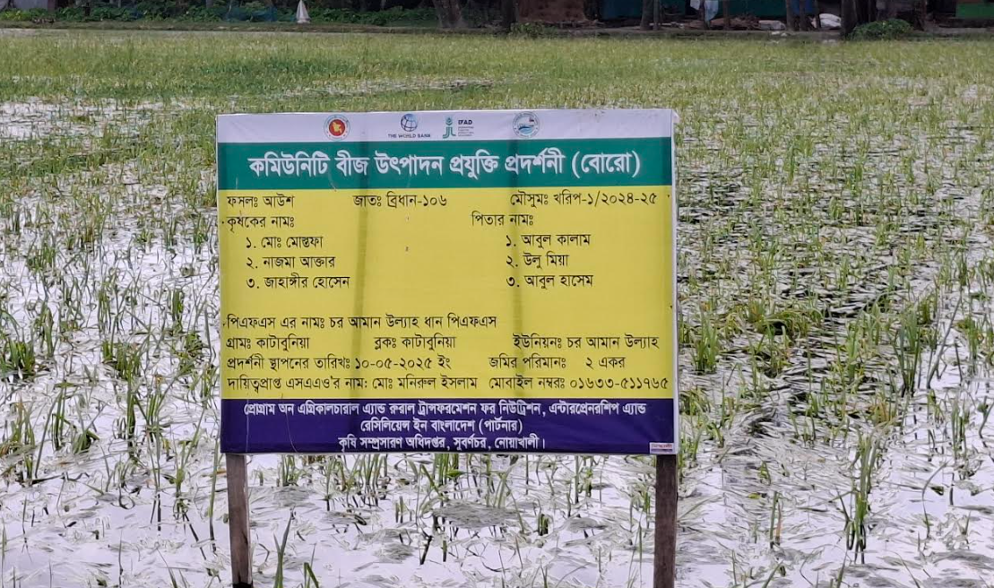 নোয়াখালীতে জলাবদ্ধতায় আউশের খেত-আমনের বীজতলায় ব্যাপক ক্ষতি