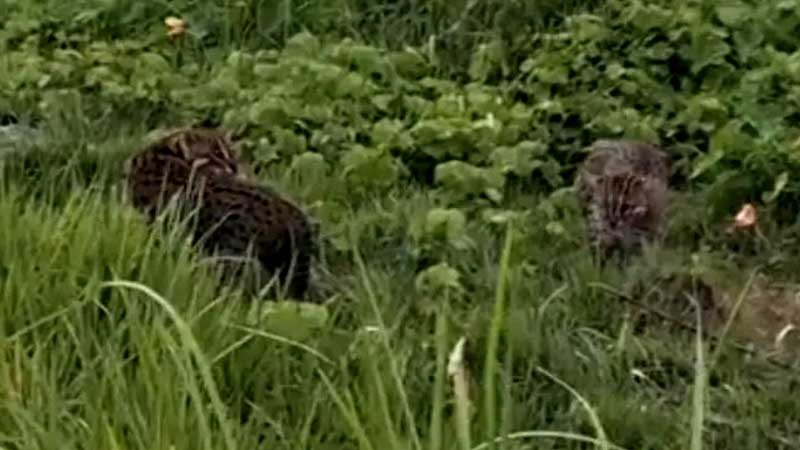 লোকালয়ে চিতাবাঘসদৃশ প্রাণী, গ্রামজুড়ে আতঙ্ক