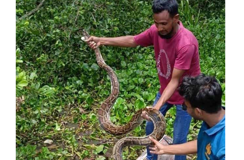 বাগেরহাটে খড়ের গাদার নিচ থেকে অজগর উদ্দার, সুন্দরবনে অবমুক্ত