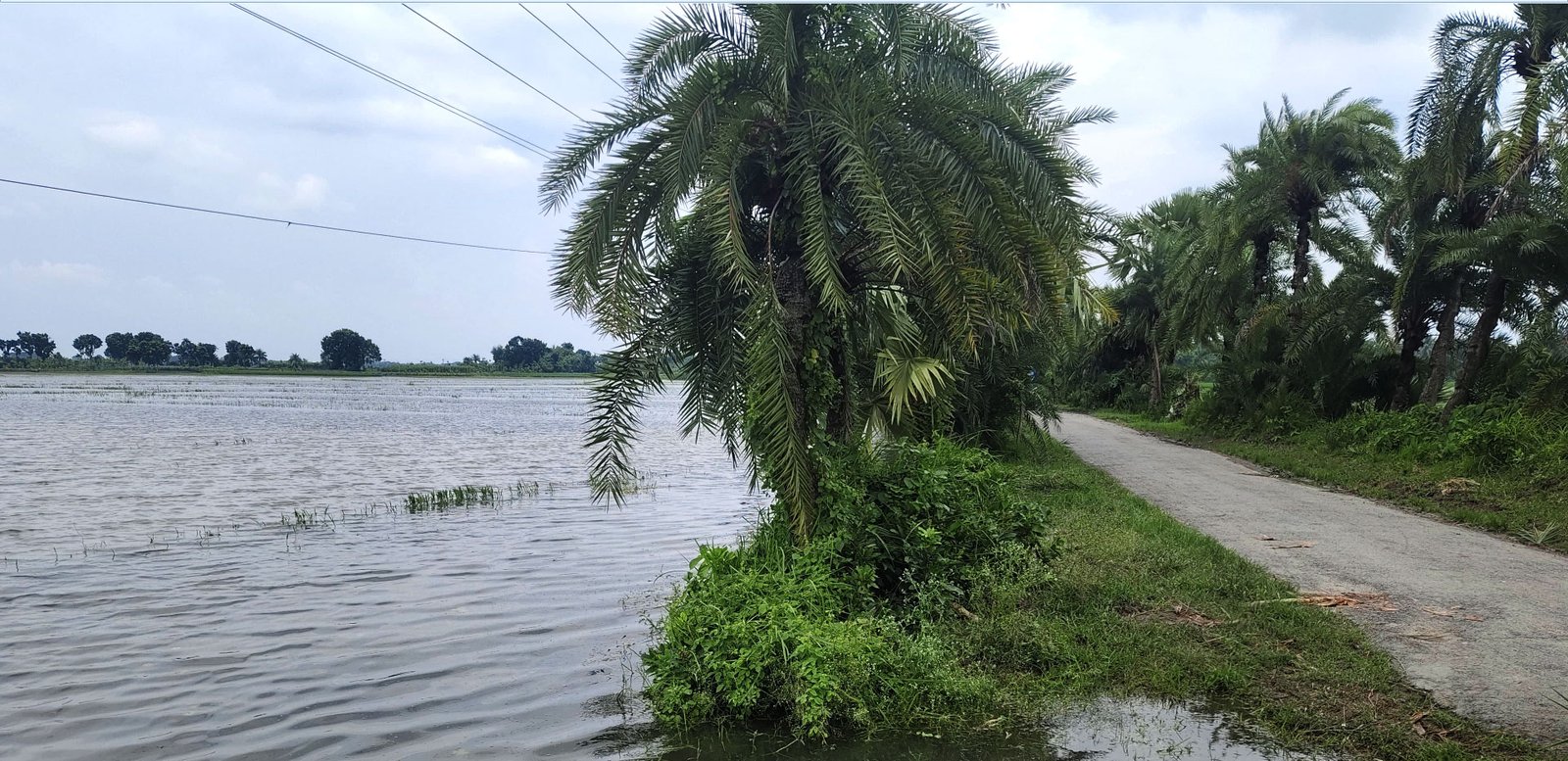 বিএডিসির খাল এখন কৃষকের গলার কাঁটা