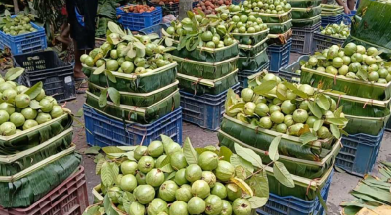 কম ফলন, বেশি দাম: খুশি ঝালকাঠির পেয়ারা উদ্যোক্তারা!