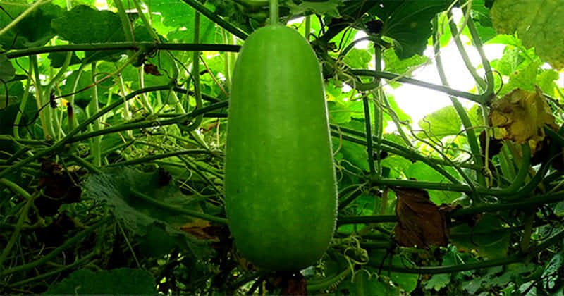 ঝিনাইগাতীতে গারো পাহাড়ে আগাম শীতকালীন সবজির চাষ শুরু!