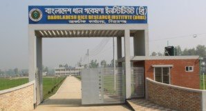 বাংলাদেশ ধান গবেষণা ইনস্টিটিউটে ৩২ জন নিয়োগ দেবে সরকার!