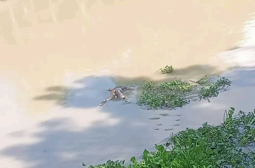 ব্রিজে অজ্ঞাত ব্যক্তির মরদেহ, পরিচয় অজানা!