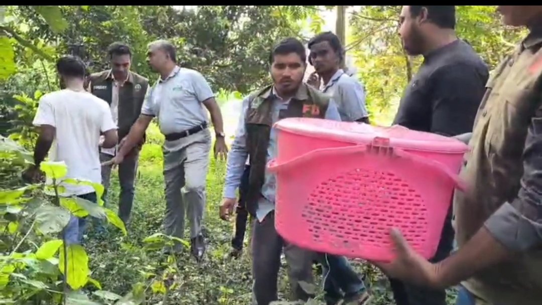 চুয়াডাঙ্গায় র‍্যাবের অভিযানে উদ্ধার ৩ টি তক্ষক অবমুক্ত