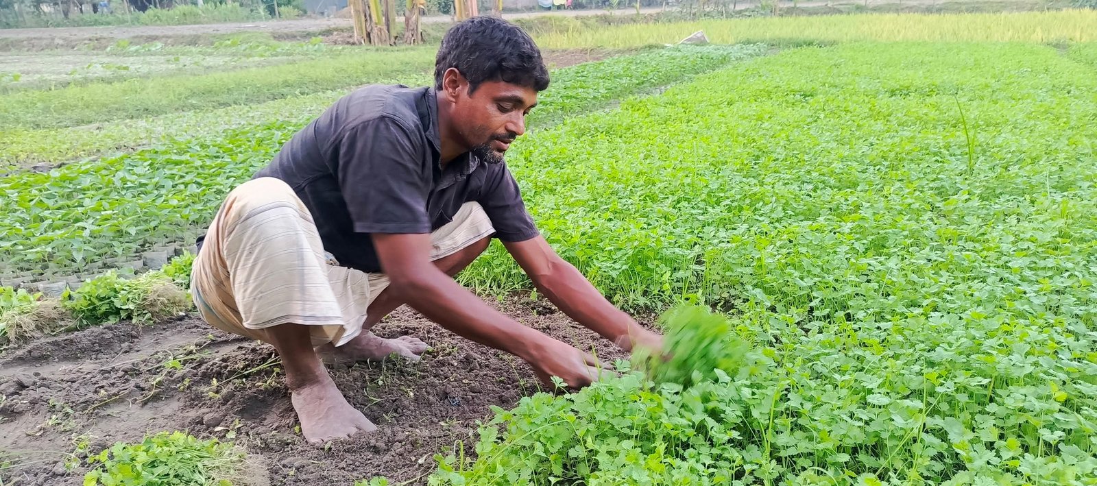 উচ্চমূল্যে ধনিয়া পাতা বিক্রিতে খুশি চাষিরা, হতাশ ক্রেতারা