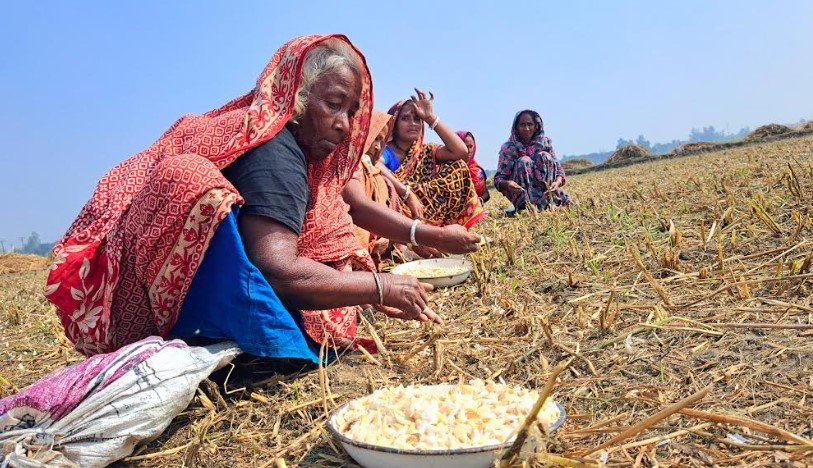 চলনবিল অঞ্চলের মাঠে মাঠে ‌'বিনা হালে রসুন' আবাদে ব্যস্ত চাষীরা!