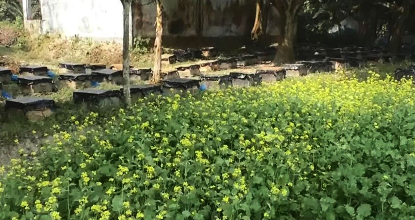 সাতক্ষীরায় সরিষা খেতে ১০ হাজার মধুর বাক্স