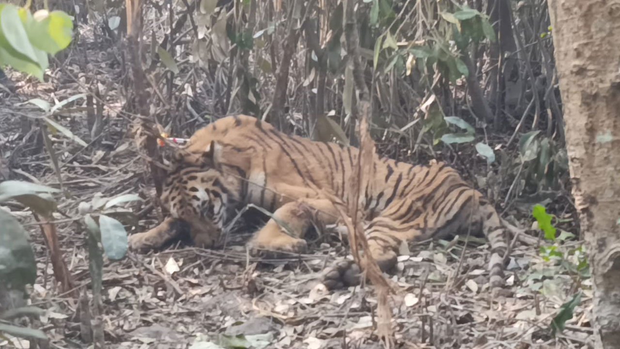 সুন্দরবনে ফাঁদে আটকে পড়া বাঘ উদ্ধার